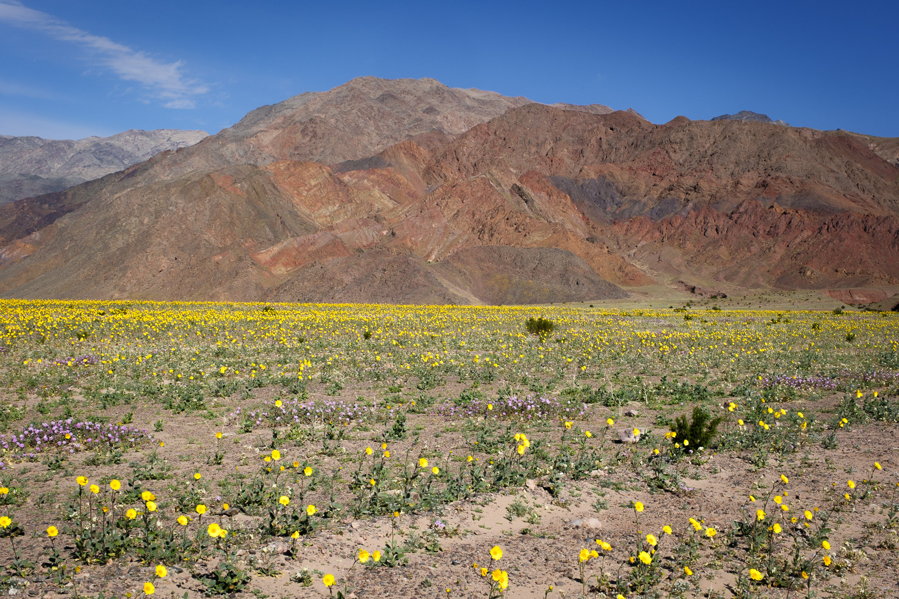 Death Valley photo titled Death Valley 50